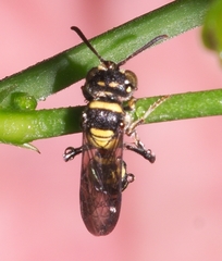 Hymenoptera