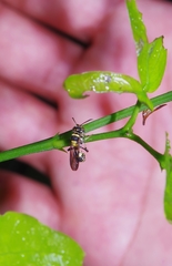 Hymenoptera