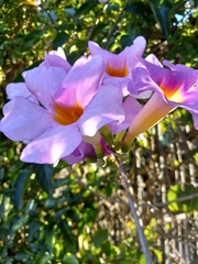 Amphilophium buccinatorium