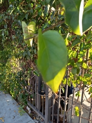 Amphilophium buccinatorium