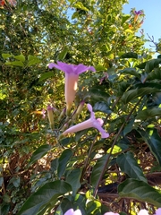 Amphilophium buccinatorium