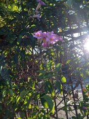 Amphilophium buccinatorium