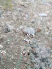 Eriogonum wrightii subscaposum