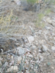 Eriogonum wrightii subscaposum