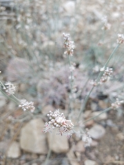 Eriogonum wrightii subscaposum