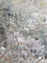 Eriogonum wrightii subscaposum