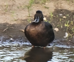 Anas platyrhynchos domesticus