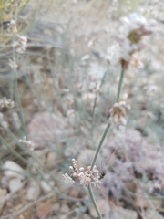 Eriogonum wrightii subscaposum