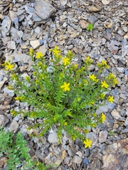 Hypericum orientale