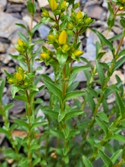 Hypericum orientale