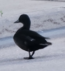 Anas platyrhynchos domesticus