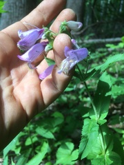 Penstemon smallii