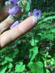 Penstemon smallii