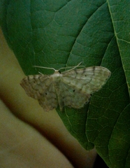 Idaea fuscovenosa