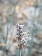 Eriogonum wrightii subscaposum