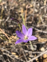 Brodiaea filifolia
