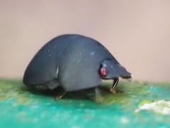 Calacta lugubris