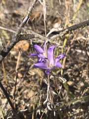 Brodiaea filifolia