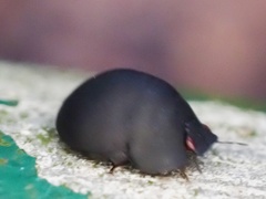 Calacta lugubris