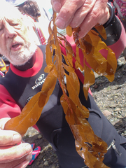 Desmarestia ligulata