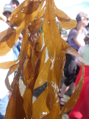 Desmarestia ligulata