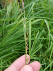 Carex emoryi