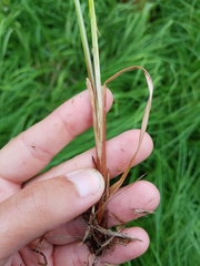 Carex emoryi