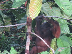 Pongo pygmaeus