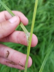 Carex emoryi