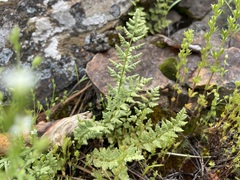 Woodsia oregana