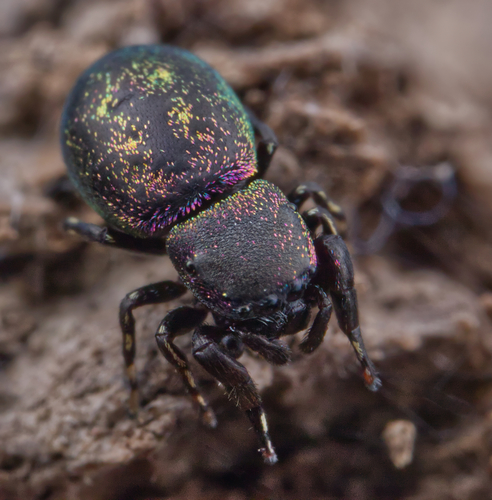 Sassacus cyaneus photo 4