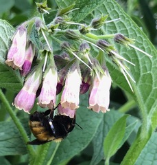Bombus borealis