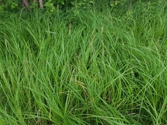 Carex emoryi