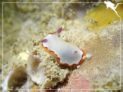 Goniobranchus rubrocornutus