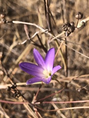 Brodiaea filifolia