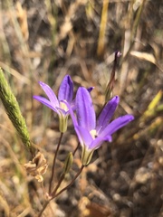 Brodiaea filifolia