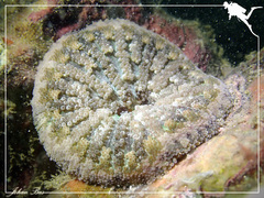 Stichodactyla tapetum