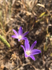 Brodiaea filifolia