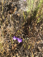 Brodiaea filifolia
