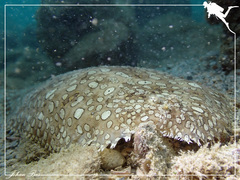 Pardachirus pavoninus