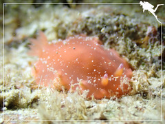 Dendrodoris fumata