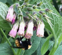 Bombus borealis