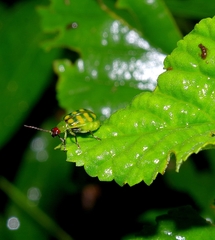 Diabrotica balteata