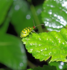 Diabrotica balteata