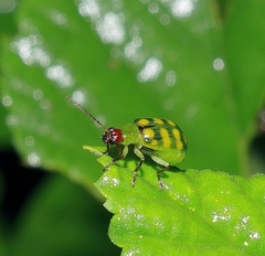 Diabrotica balteata