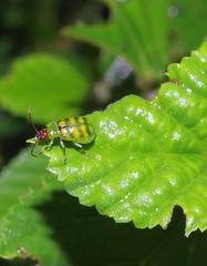 Diabrotica balteata