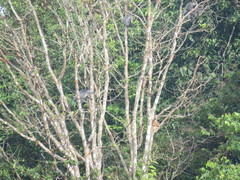 Trachypithecus cristatus