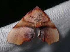 Plagodis phlogosaria