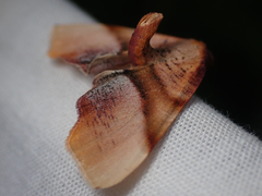 Plagodis phlogosaria