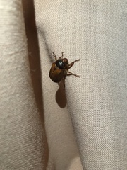 Aulacopalpus aconcaguensis